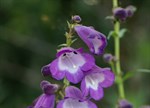 Penstemon 'Pensham Czar'