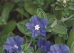 Evolvulus pilosus 'Blue Daze'