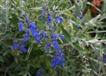 Teucrium fruticans 'Azureum'