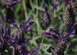 Lavandula 'Major'