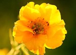 Geum chiloense 'Lady Stratheden'