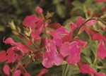 Salvia greggii 'Navajo Rose'