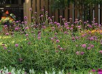 Gomphrena 'Fireworks'