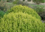 Correa glabra 'Barossa Gold'