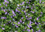 Scaevola 'Mauve Clusters'