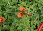 Diascia cordata 'Whisper Pumpkin'