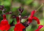 Salvia greggii 'Crimson & Black'