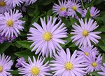 Aster 'Dove Blue'