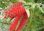 Callistemon viminalis 'Prolific'