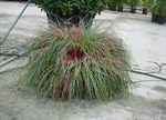 Fascicularia bicolour