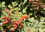 Salvia africana lutea