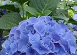 Hydrangea macrophylla 'Blue Prince'