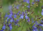 Salvia 'African Sky'