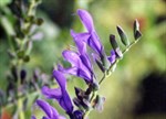 Salvia guaranitica 'Tequila Blue'