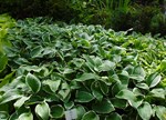 Hosta fortunei 'Francee'
