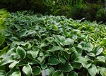 Hosta fortunei 'Francee'