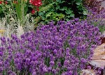 Lavandula angustifolia 'Miss Muffet'