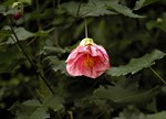 Abutilon x hybridum 'Pink Storm'