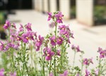 Nemesia 'Aromatica Rose Pink'