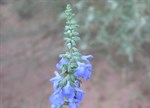 Salvia azurea 'Grandiflora'