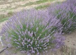 Lavandula angustifolia 'Twickel Purple'