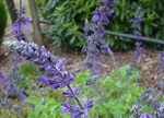 Salvia 'Indigo Spires'