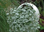 Dichondra argentea 'Silver Falls'