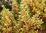 Coprosma 'Evening Glow'