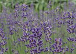 Lavandula angustifolia 'Egerton Blue'