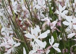 Gaura lindheimeri 'Belleza White'