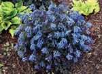 Corydalis flexuosa 'Purple Leaf'