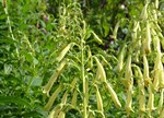 Phygelius aequalis 'Yellow Trumpet'