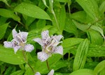 Tricyrtis 'Lightning Strike'