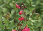 Salvia microphylla 'Baby Sage'