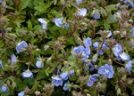 Veronica umbrosa 'Georgia Blue'