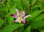 Tricyrtis 'Empress'