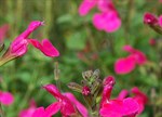 Salvia microphylla 'Cyclamen'