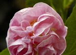 Abutilon x hybridum 'Pink Swirls'