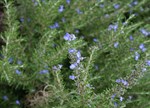 Rosmarinus officinalis 'Blue Lagoon'