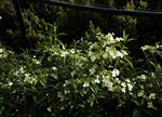 Hydrangea chinensis 'Formosa'