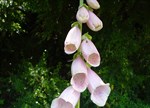 Digitalis purpurea 'Apricot'