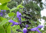 Salvia 'Omaha Gold'