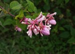 Salvia involucrata 'Pink Icicles'