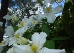 Clematis montana