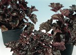 Heuchera micrantha 'Palace Purple'