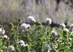 Mentha sp 'Basil'