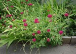 Knautia macedonica 'Red'