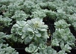 Sedum spathulifolium 'Cape Blanco'