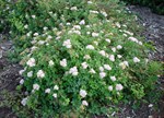 Spiraea japonica 'Little Princess'