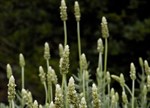 Lavandula dentata 'Pure Harmony'